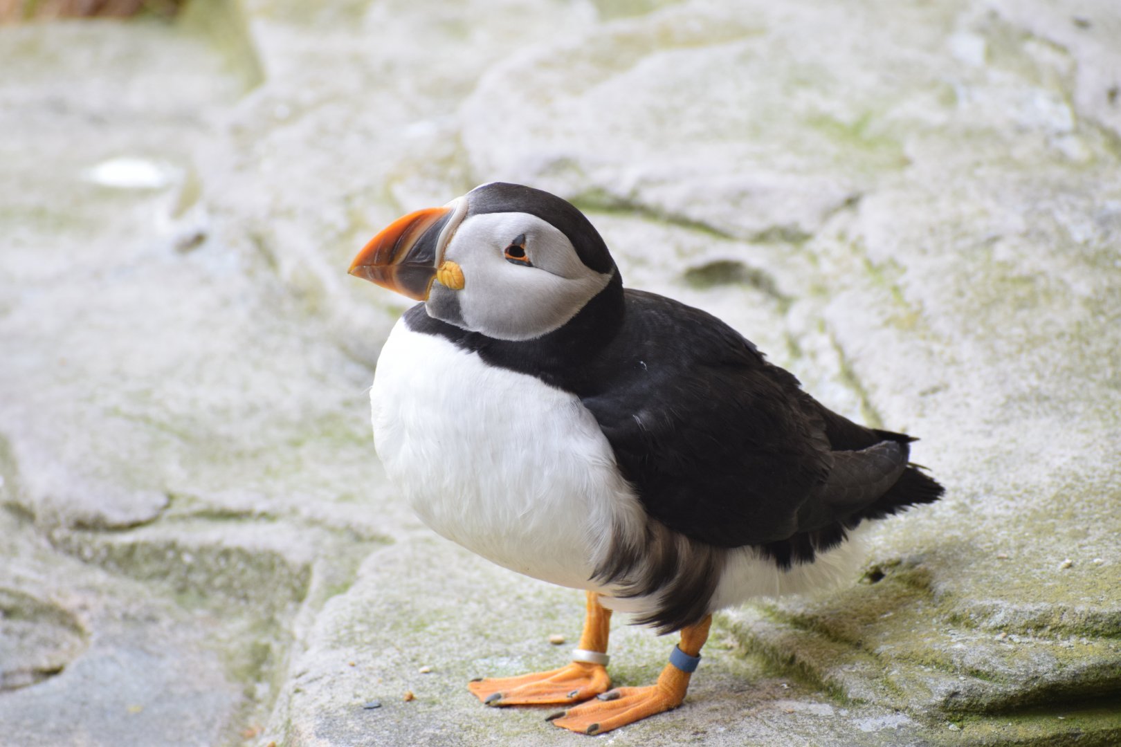 Atlantic puffin
