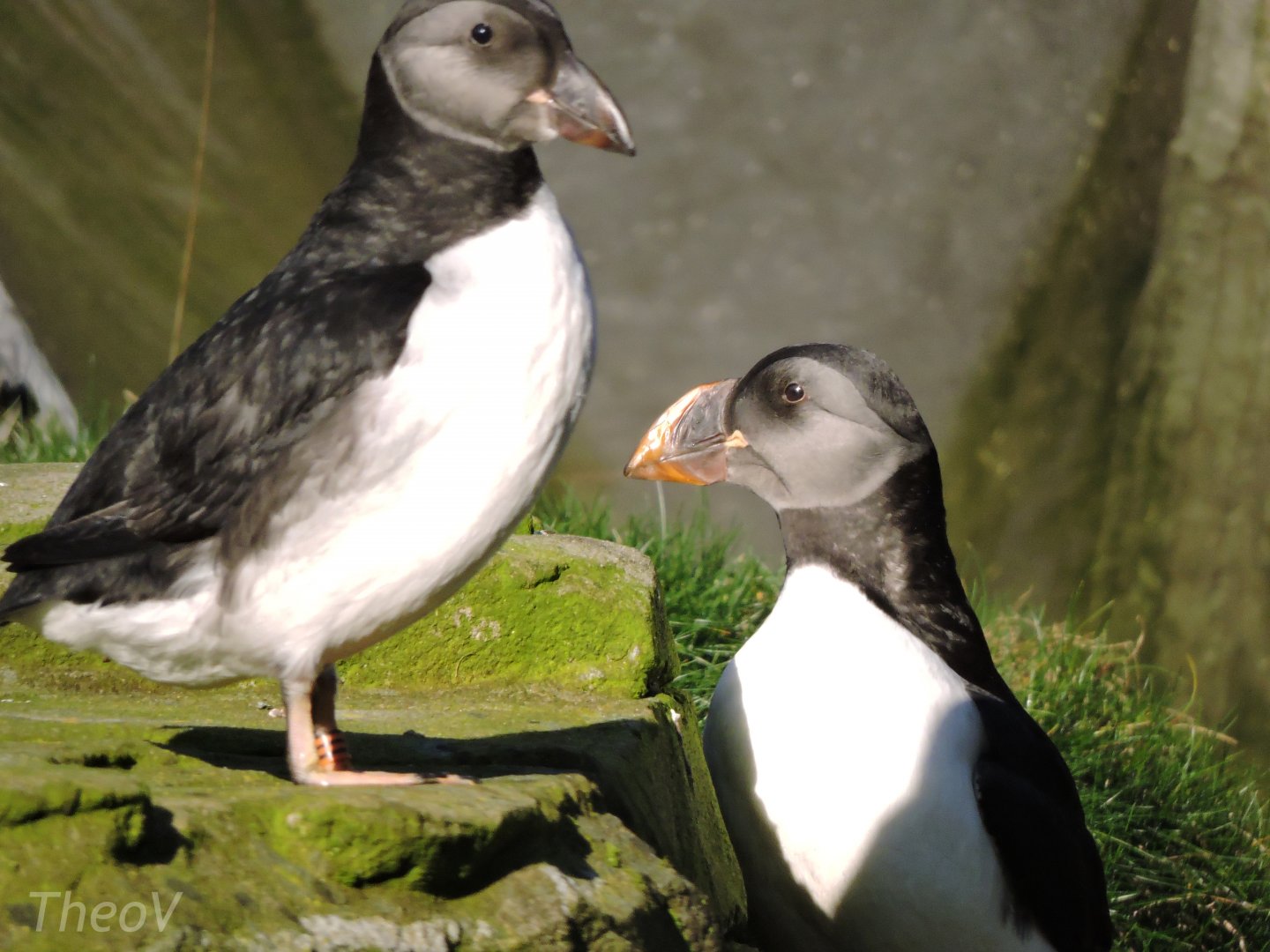Atlantic puffins [2015]