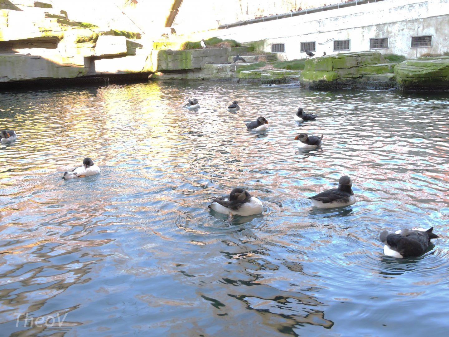 Atlantic puffins [2015]
