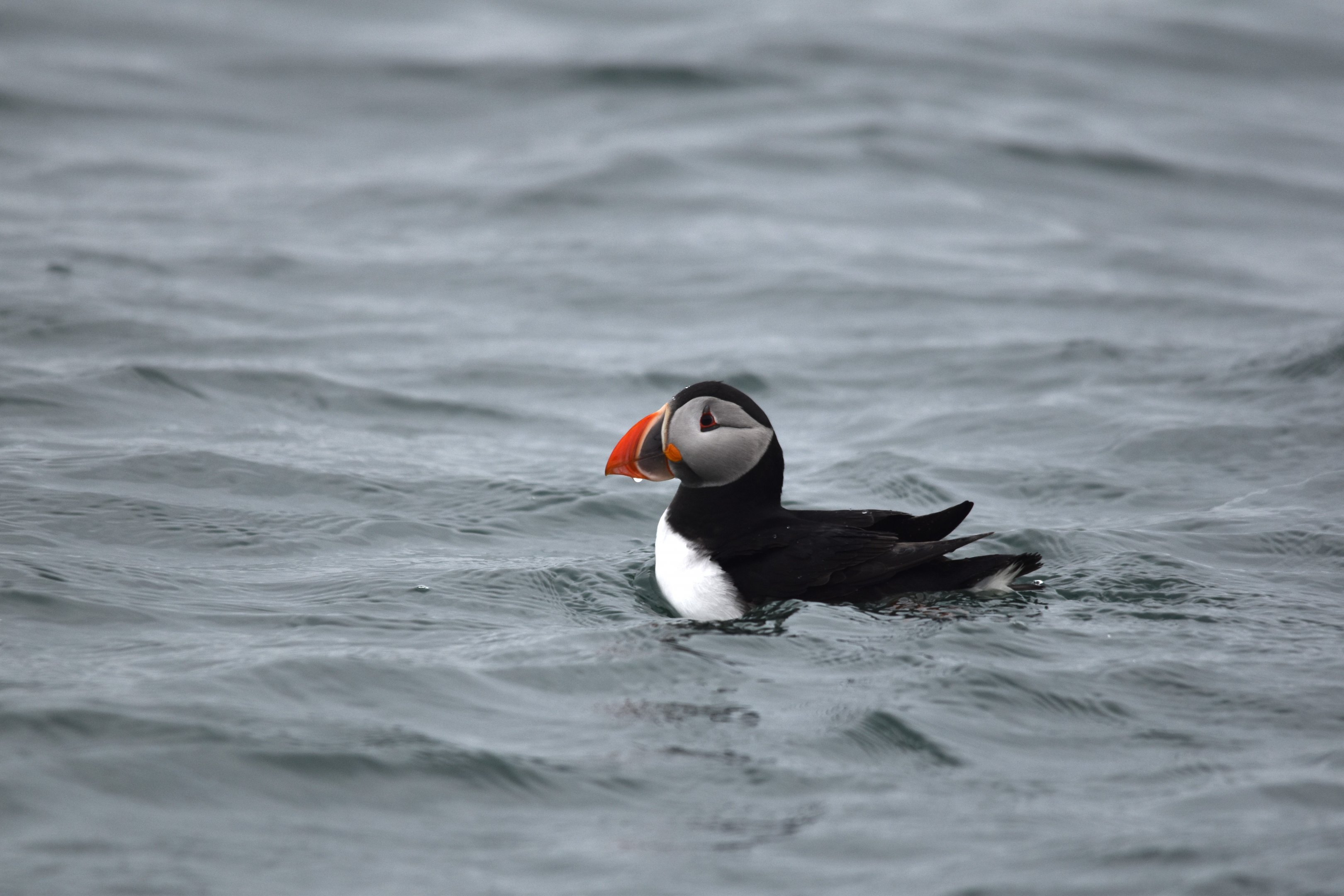 Atlantic Puffins, Farne Islands, 8th April 2024
