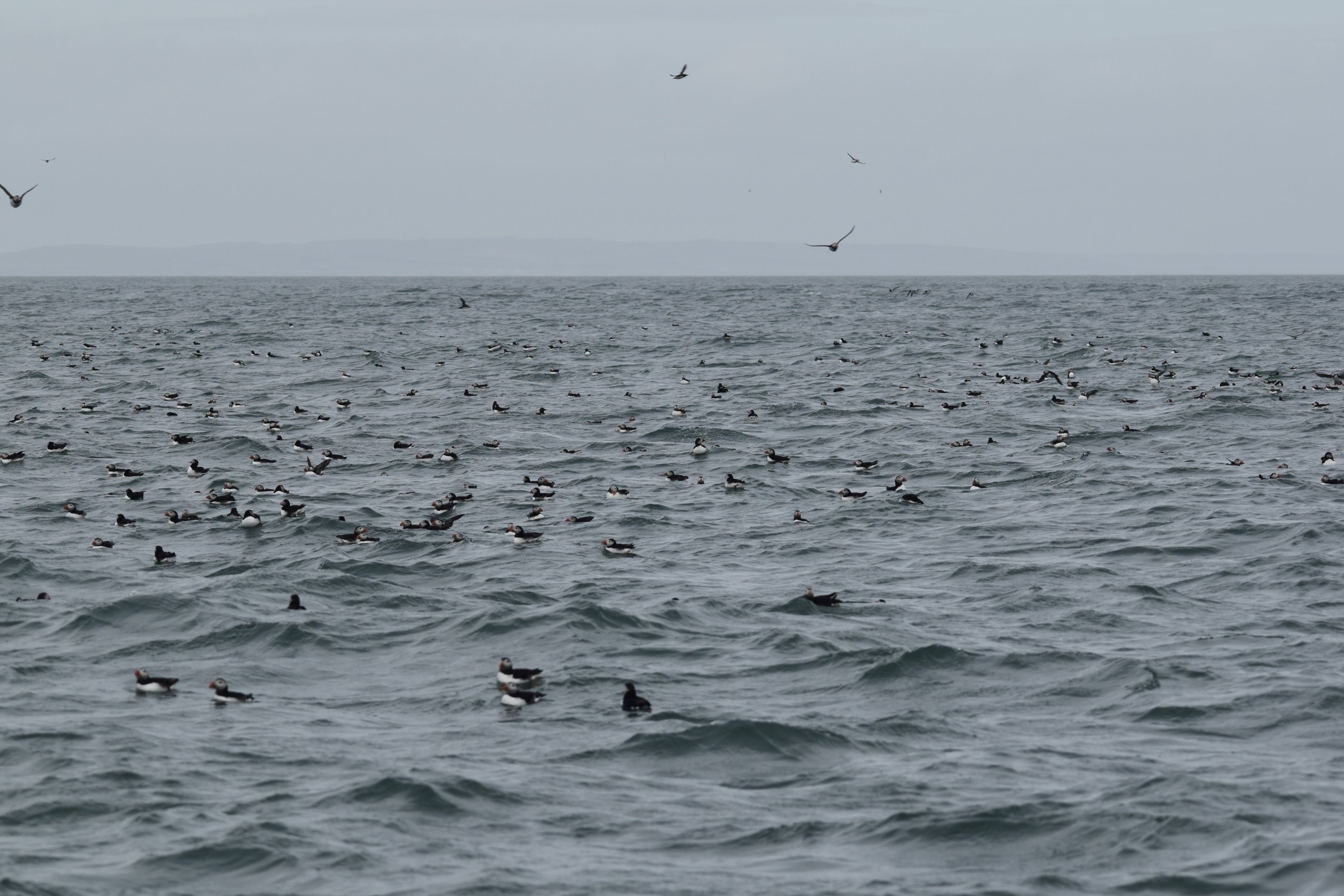 Atlantic Puffins, Farne Islands, 8th April 2024
