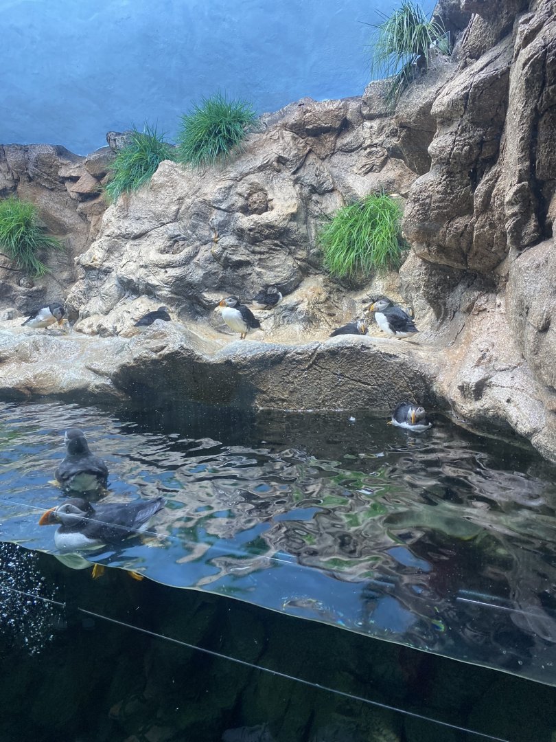 Atlantic Puffins (in planet Penguin)