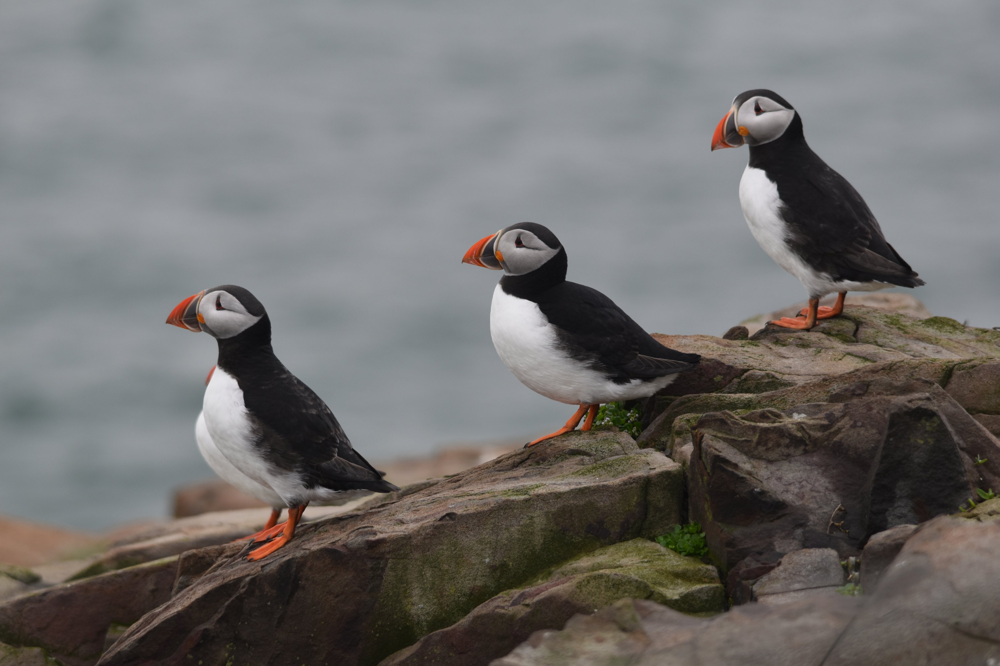 Atlantic Puffins, Inner Farne, Farne Islands, 8th April 2024