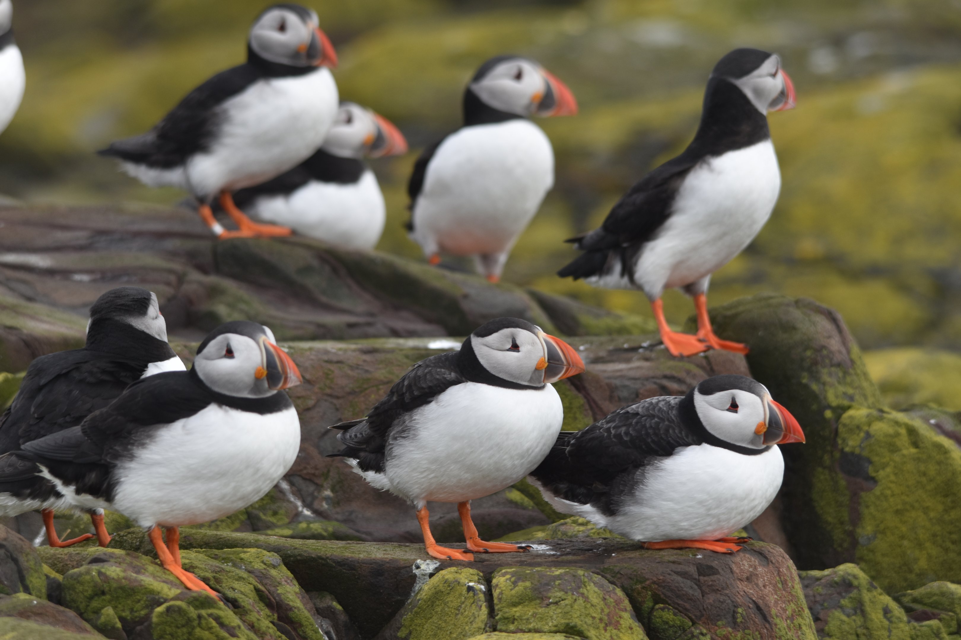 Atlantic Puffins, Inner Farne, Farne Islands, 8th April 2024