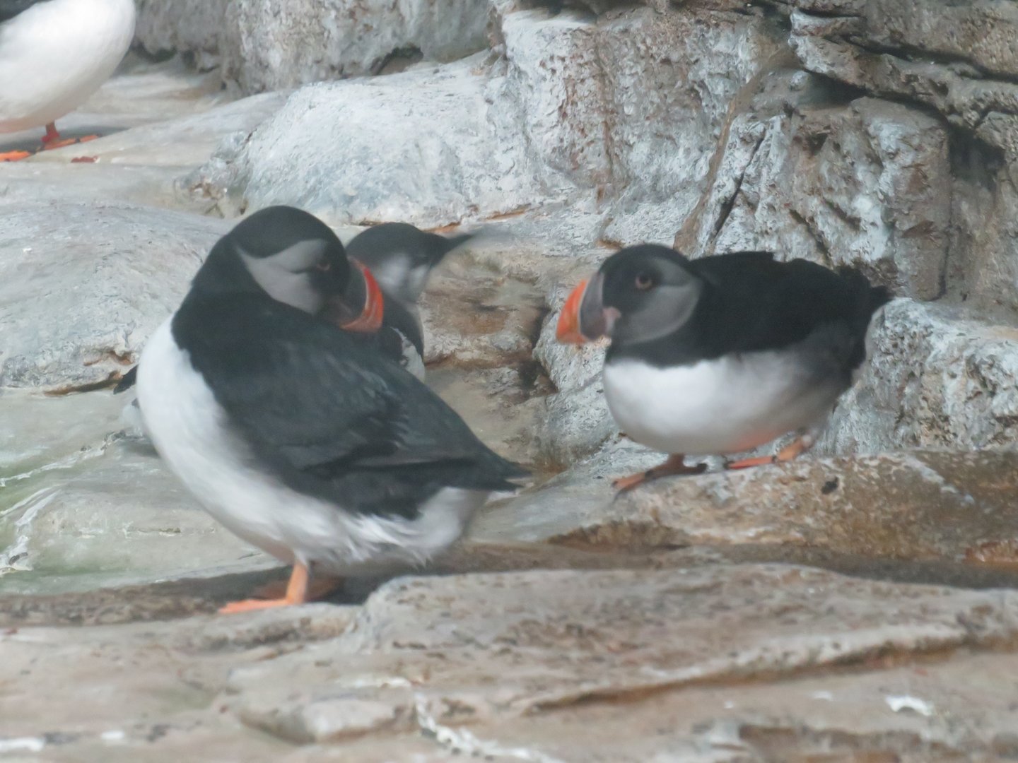 Atlantic puffins