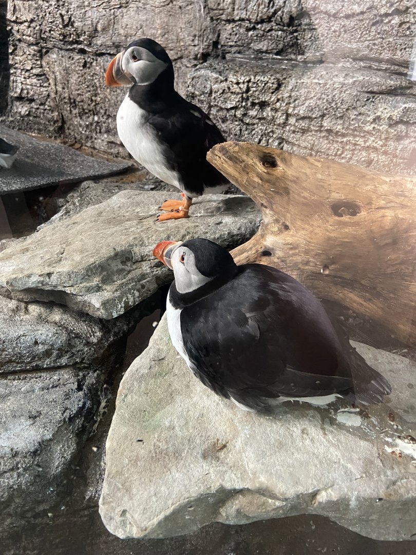 Atlantic puffins