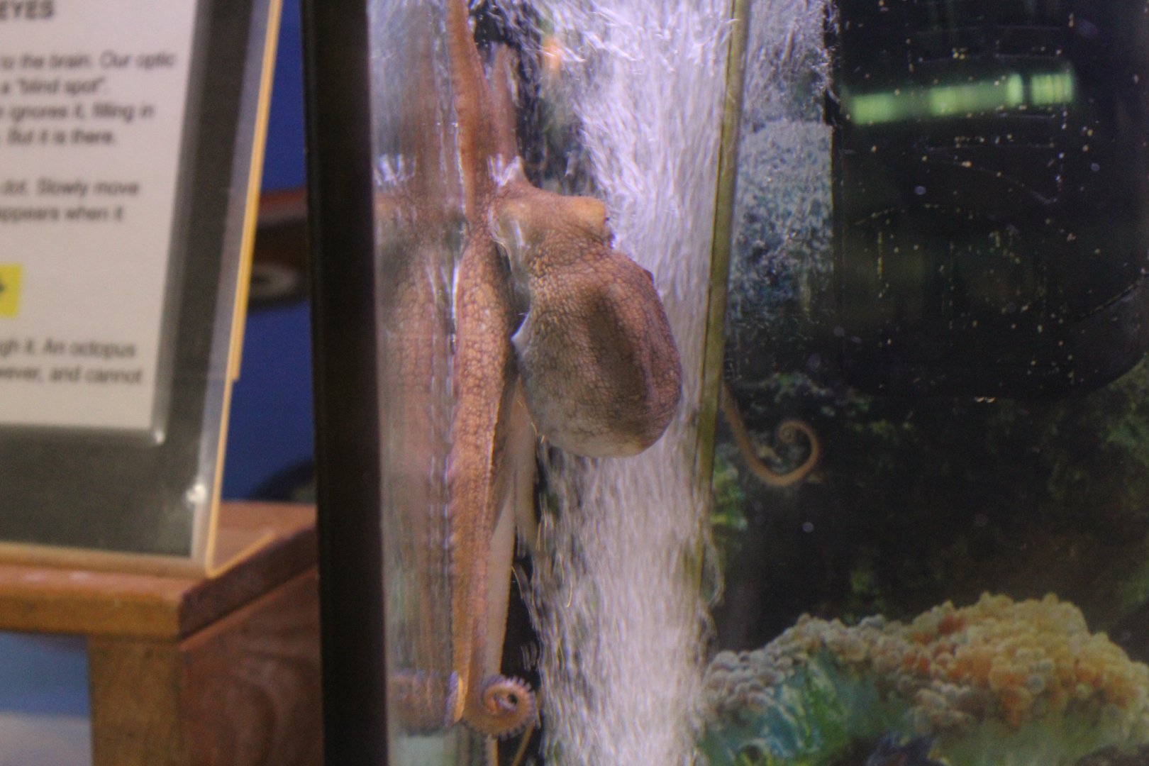 Atlantic Pygmy Octopus