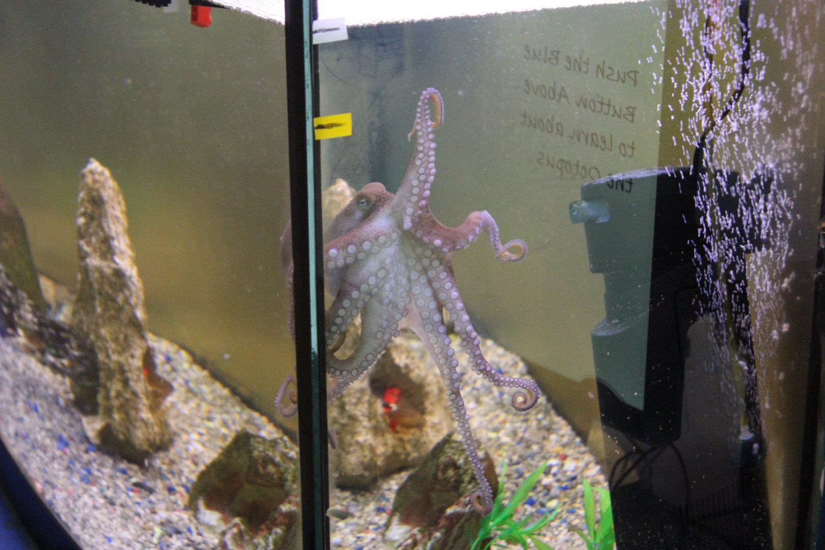 Atlantic Pygmy Octopus