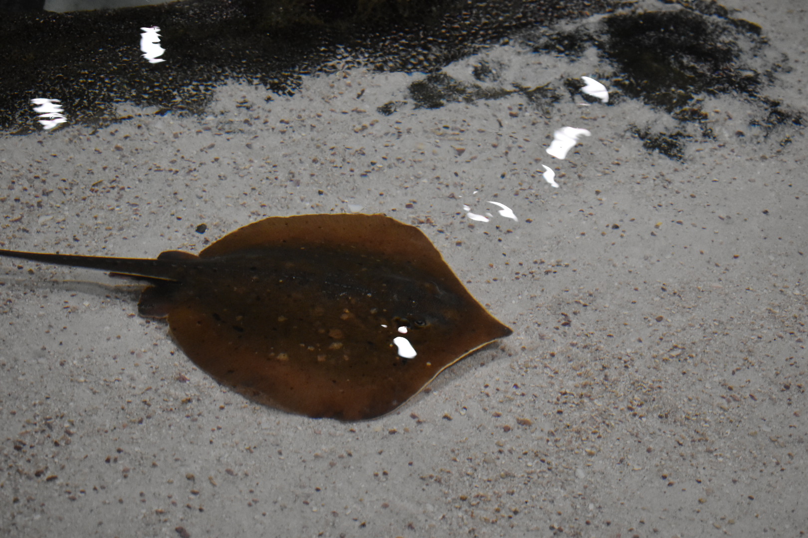Atlantic Ray