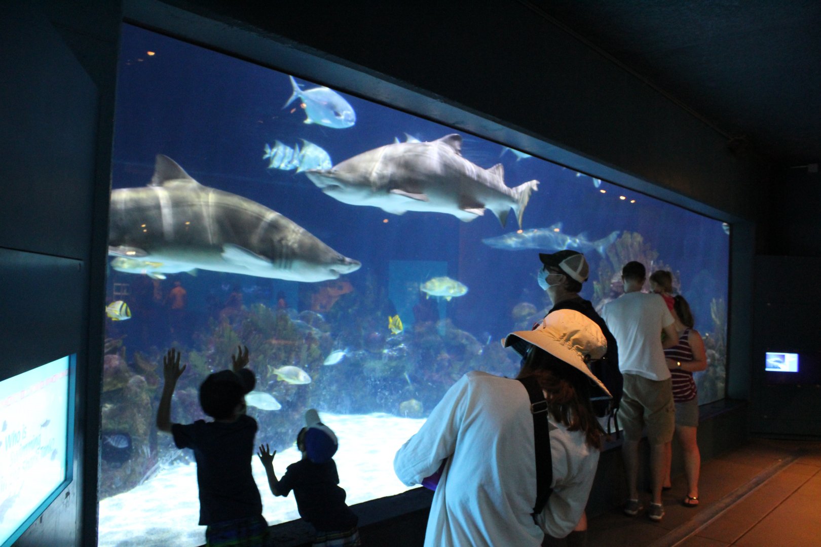 Atlantic Reef Tank - Discovery Bay