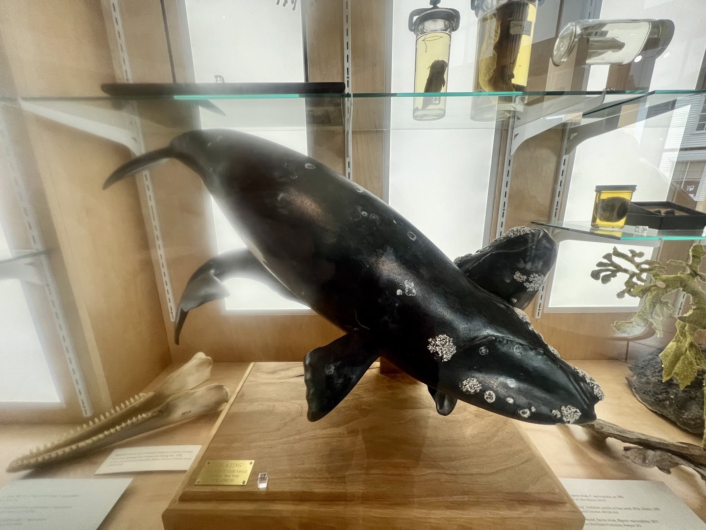 Atlantic Right Whale Model - New Bedford Whaling Museum