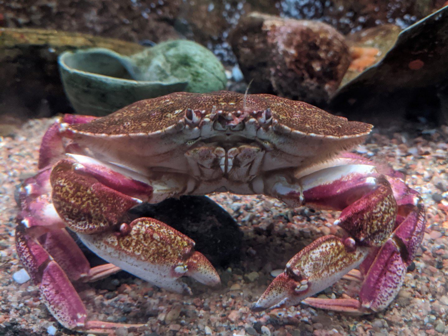 Atlantic rock crab - reopening 31-08-2020