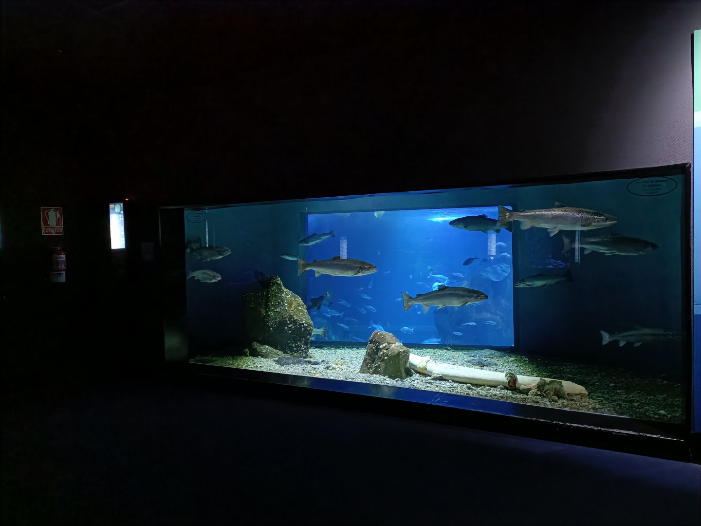 Atlantic salmon and Undulate ray exhibit - Bioparc Acuario de Gijón