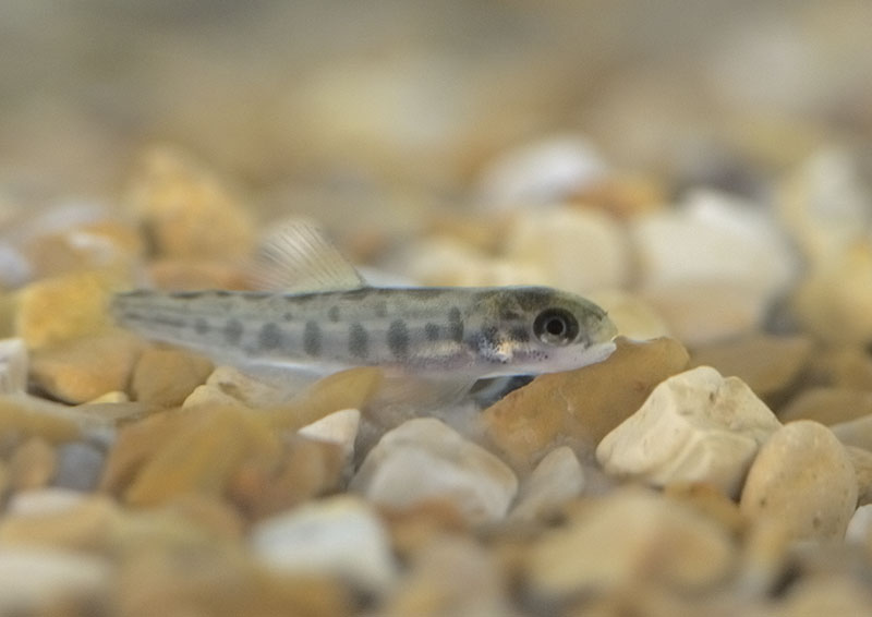 Atlantic salmon parr