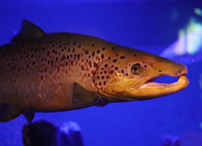 Atlantic salmon (Salmo salar) - Baltic Sea Science Center
