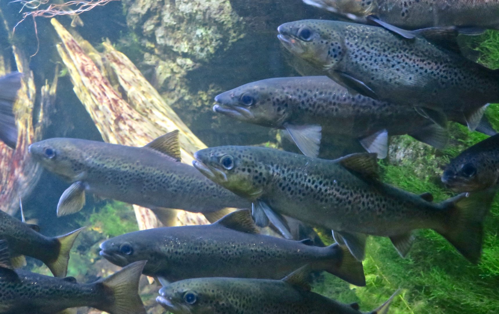 Atlantic Salmon (Salmo salar)