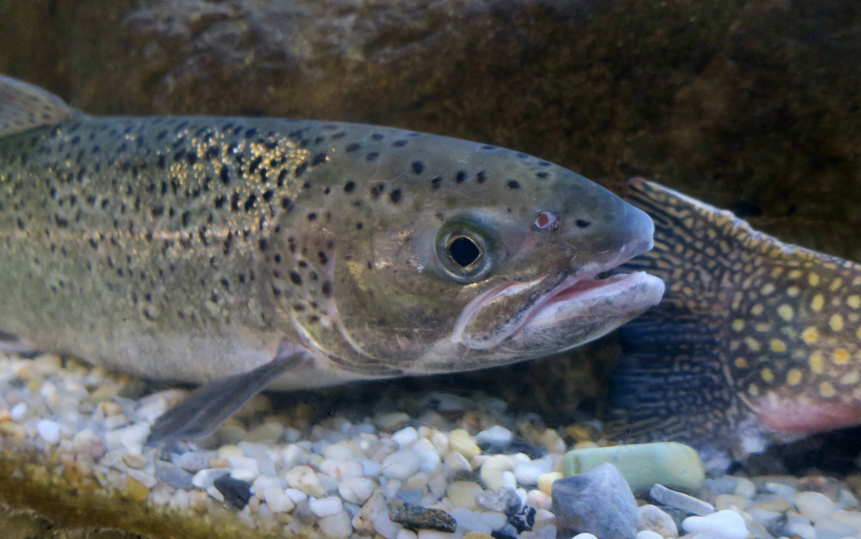 Atlantic Salmon (Salmo salar)