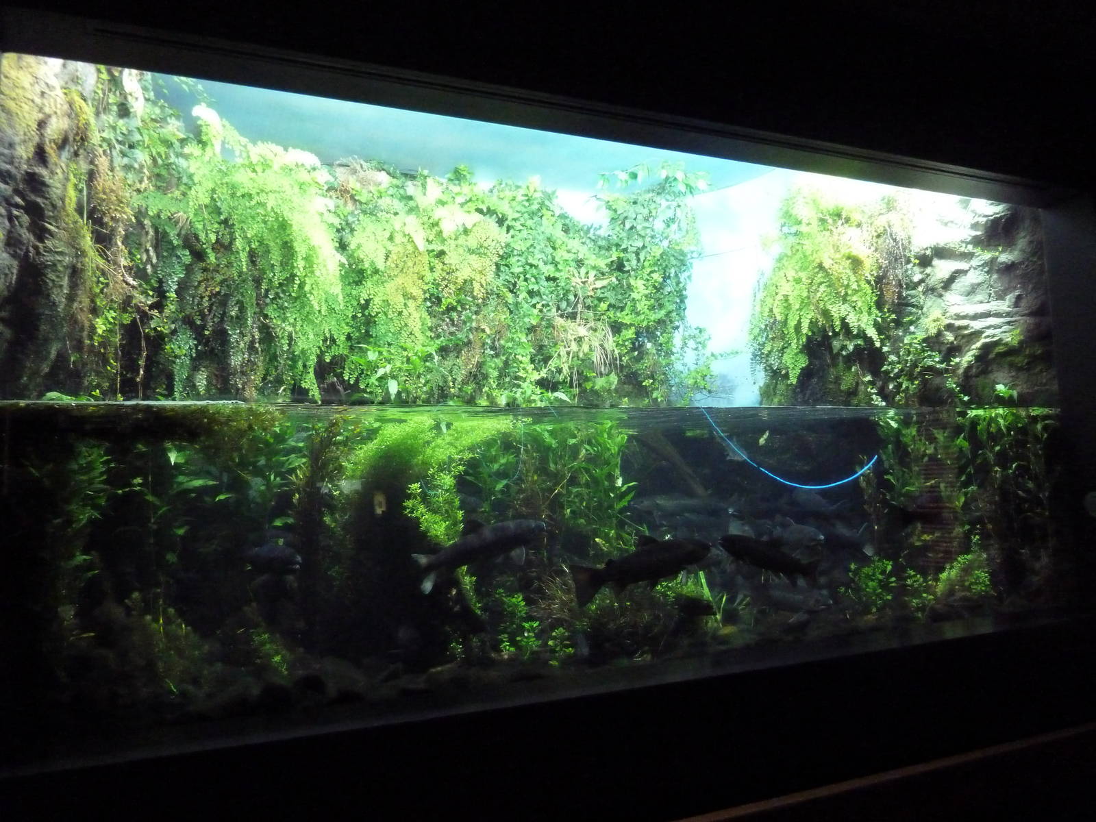 Atlantic Salmon Tank