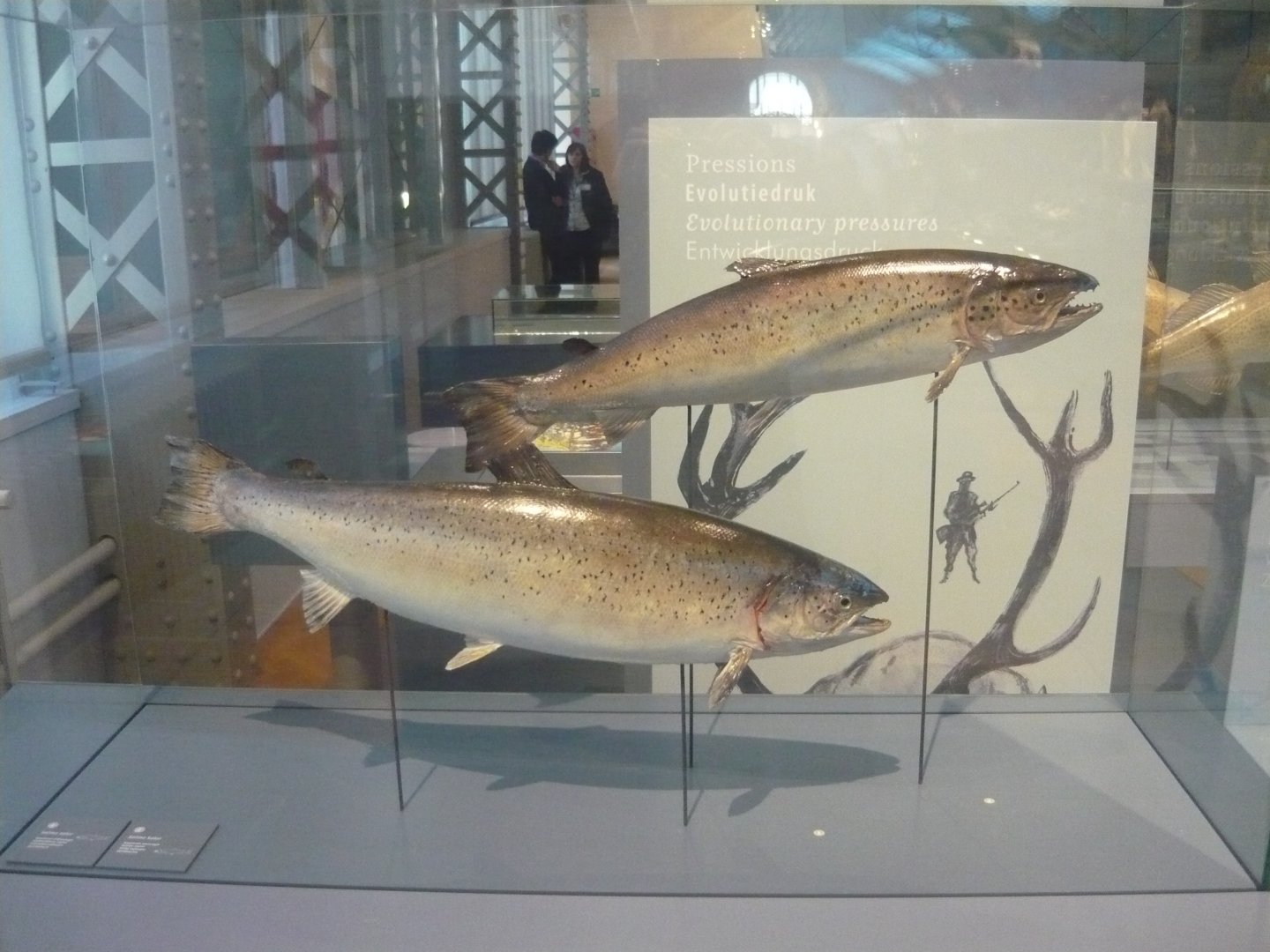 Atlantic salmon