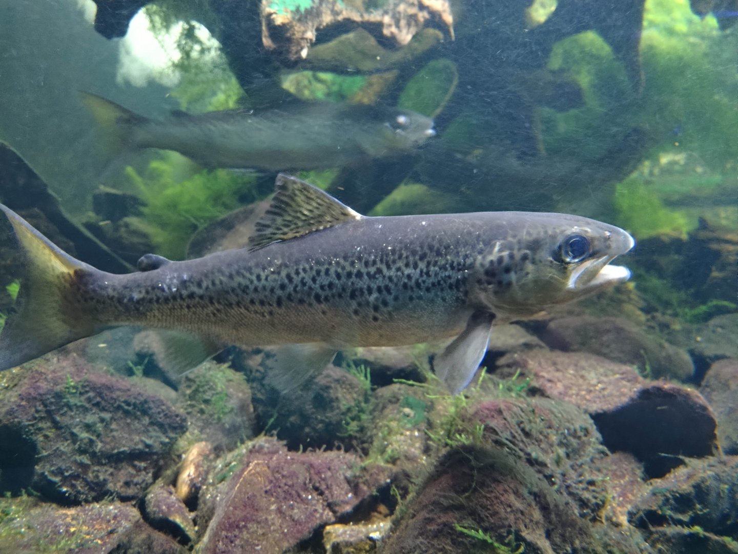 Atlantic salmon