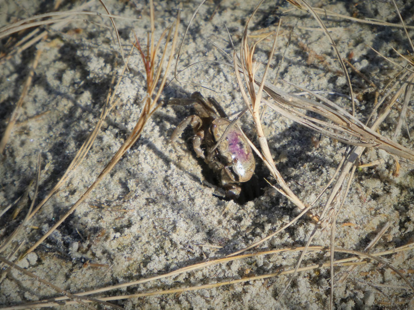 Atlantic Sand Fiddler Crab