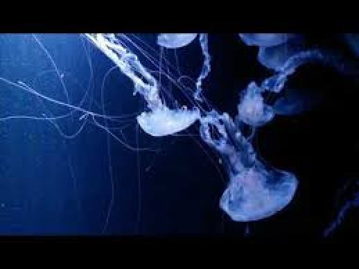 Atlantic Sea Nettle (Chrysaora quinquecirrha)