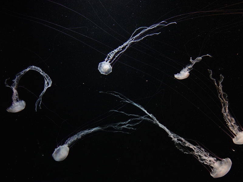 Atlantic sea nettle (Chrysaora quinquecirrha)