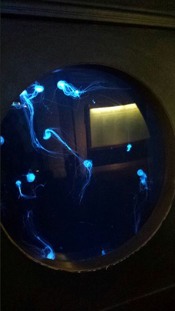 Atlantic Sea Nettle Exhibit