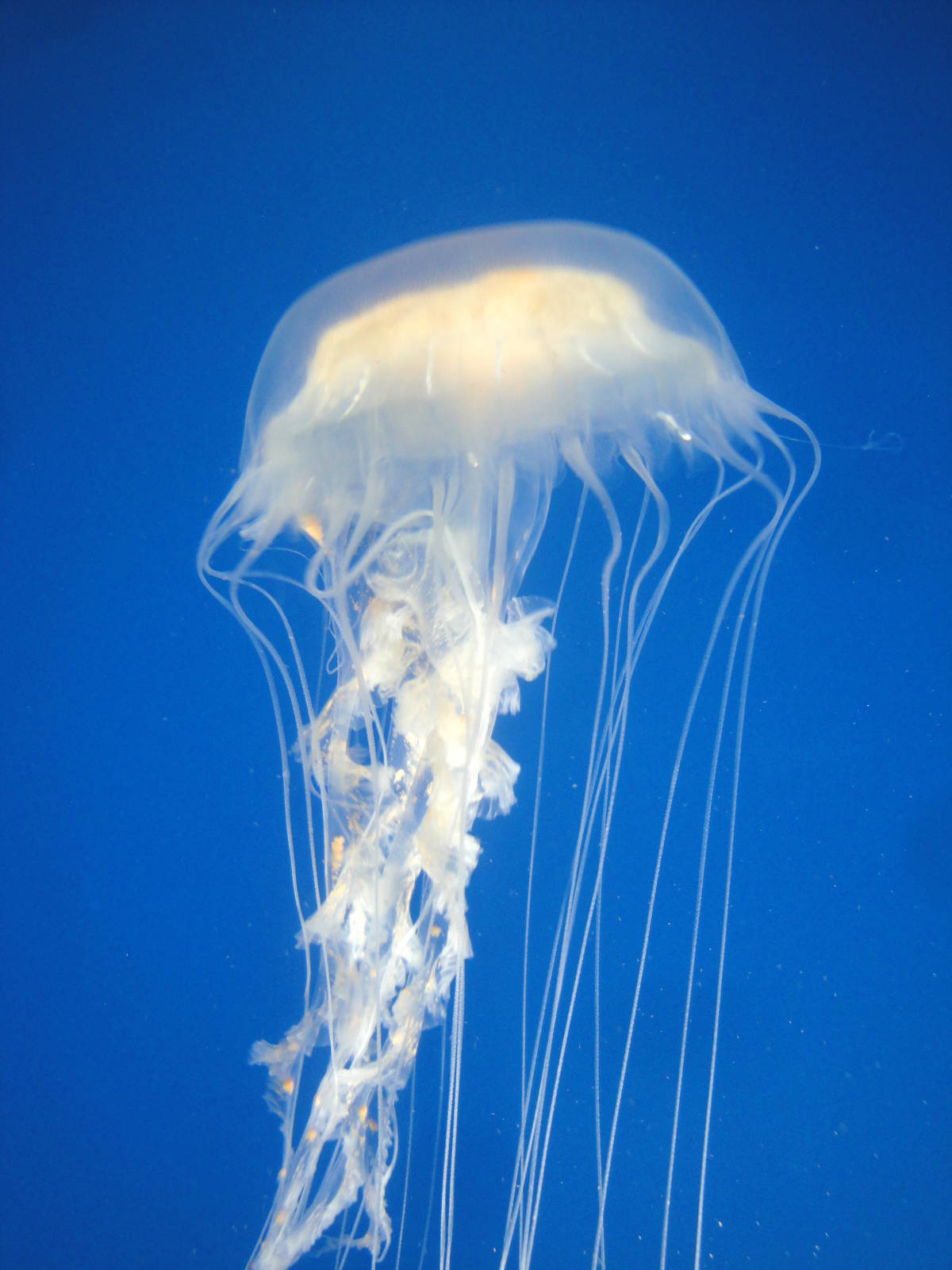 Atlantic Sea Nettle
