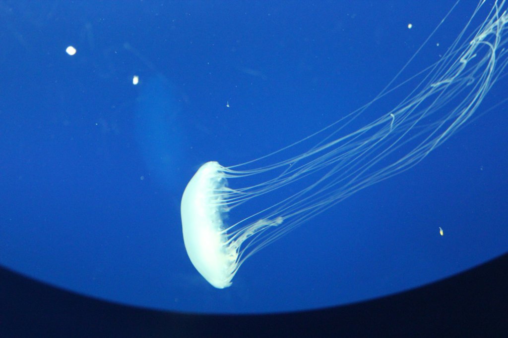 Atlantic Sea Nettle