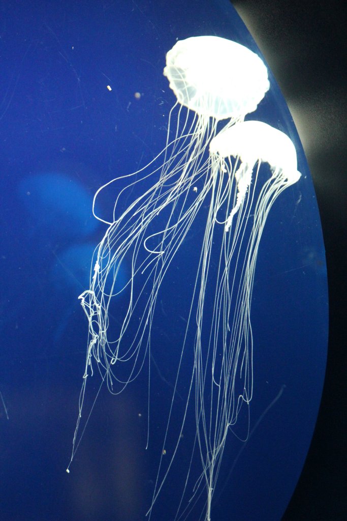 Atlantic Sea Nettle