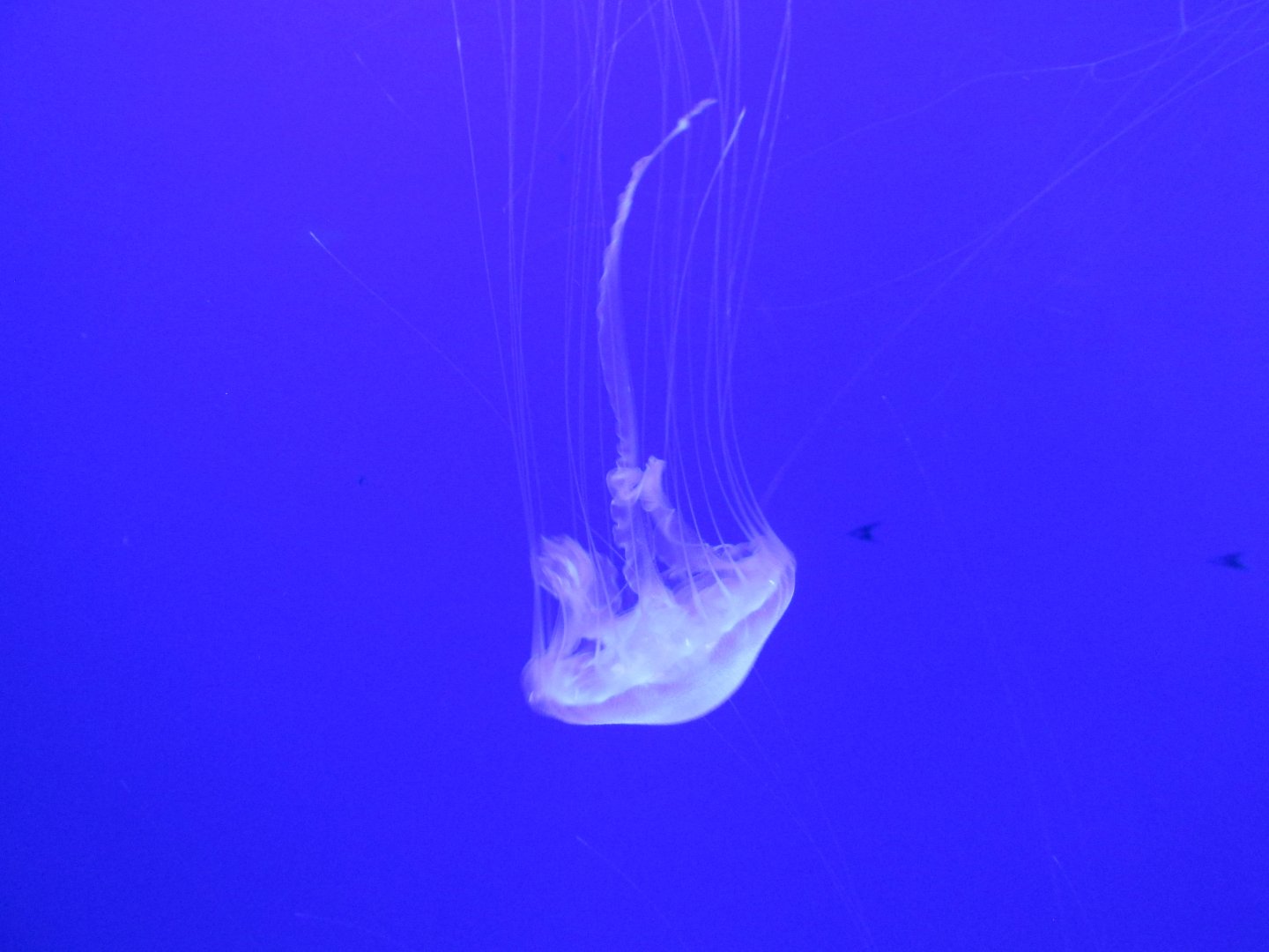 atlantic sea nettle