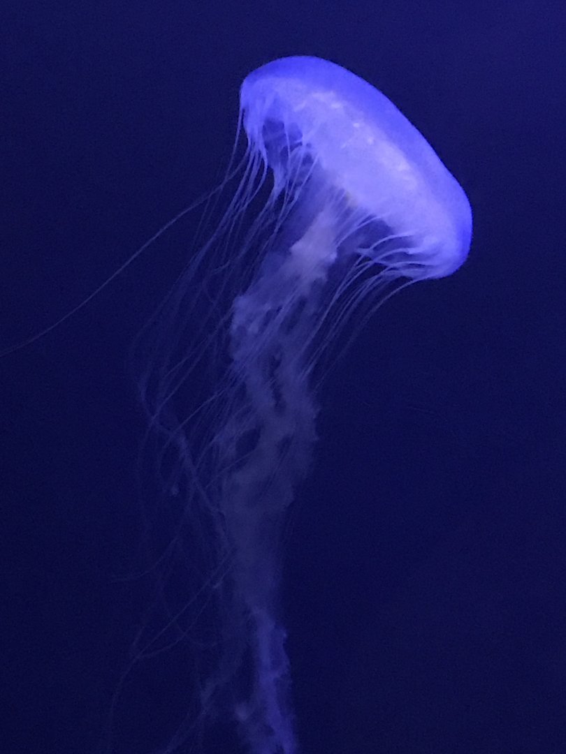 Atlantic sea nettle