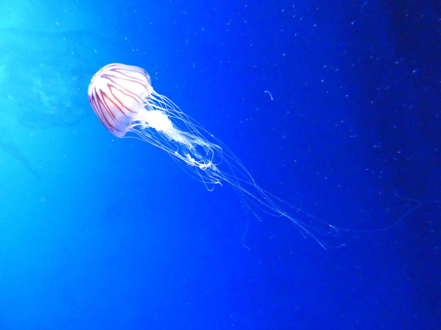 Atlantic sea nettle
