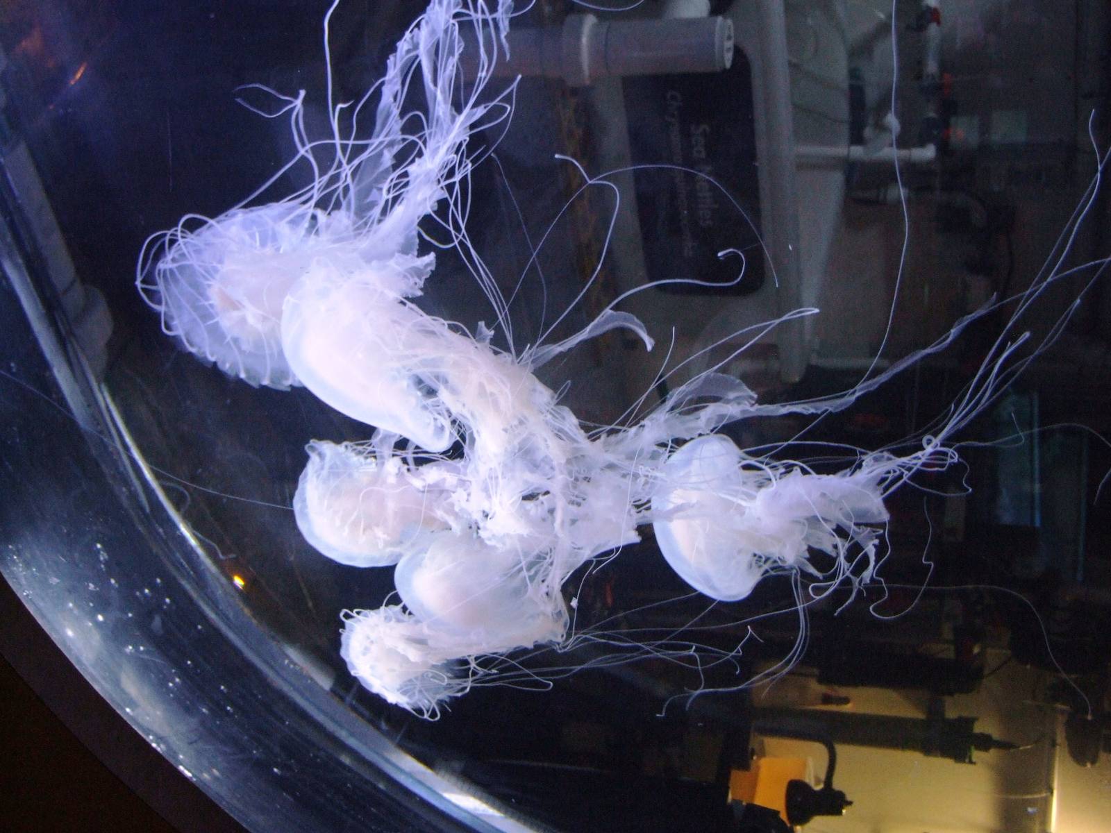 Atlantic Sea Nettles at Mote, 07/10/13