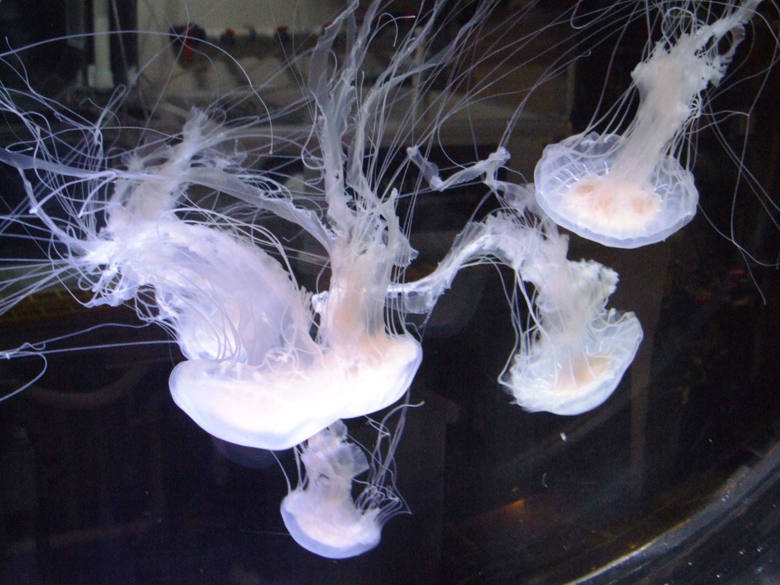 Atlantic Sea Nettles at Mote, 07/10/13