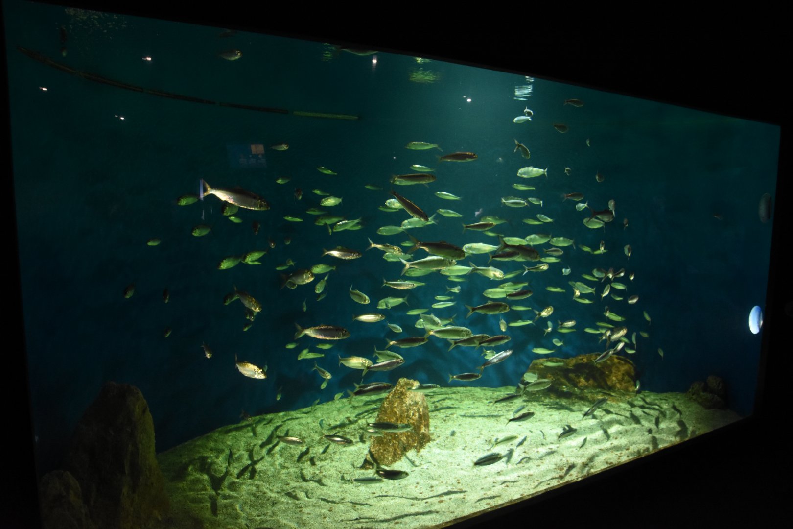 Atlantic shoal fish tank