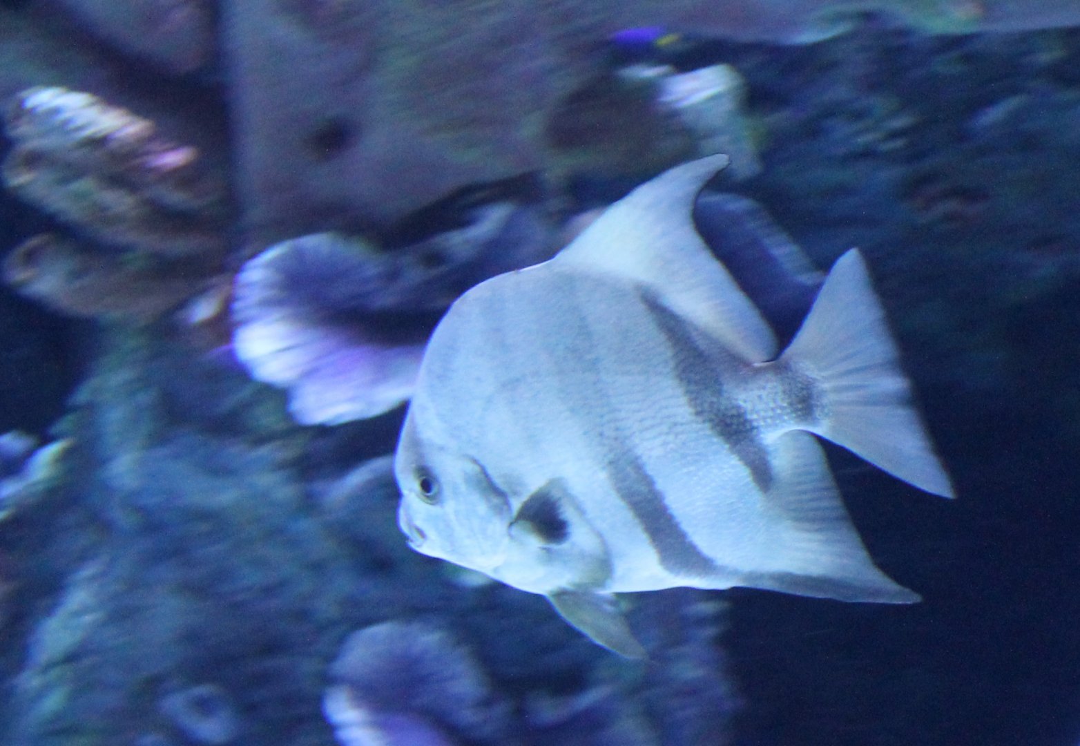 Atlantic spadefish - Chaetodipterus faber