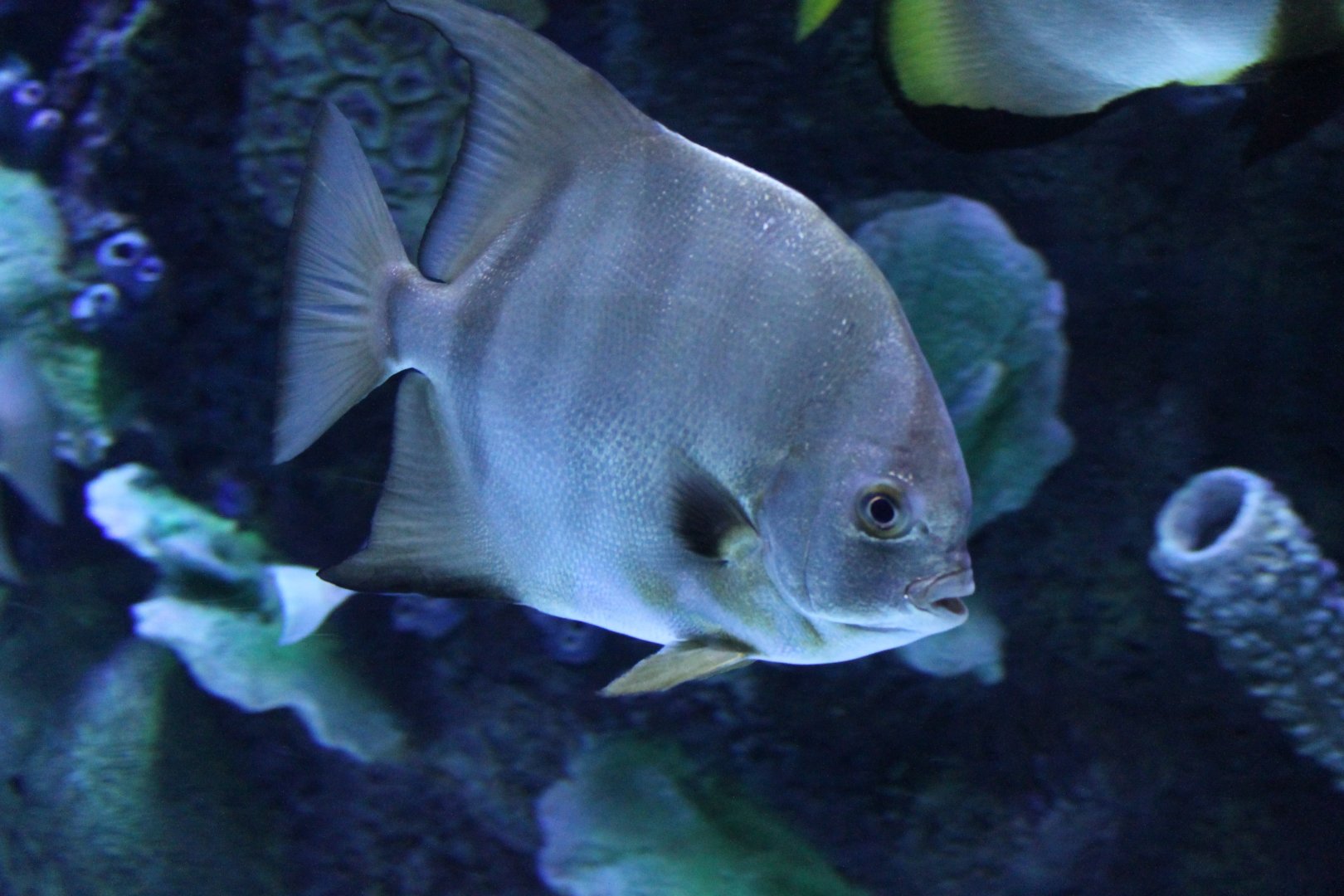 Atlantic spadefish - Chaetodipterus faber
