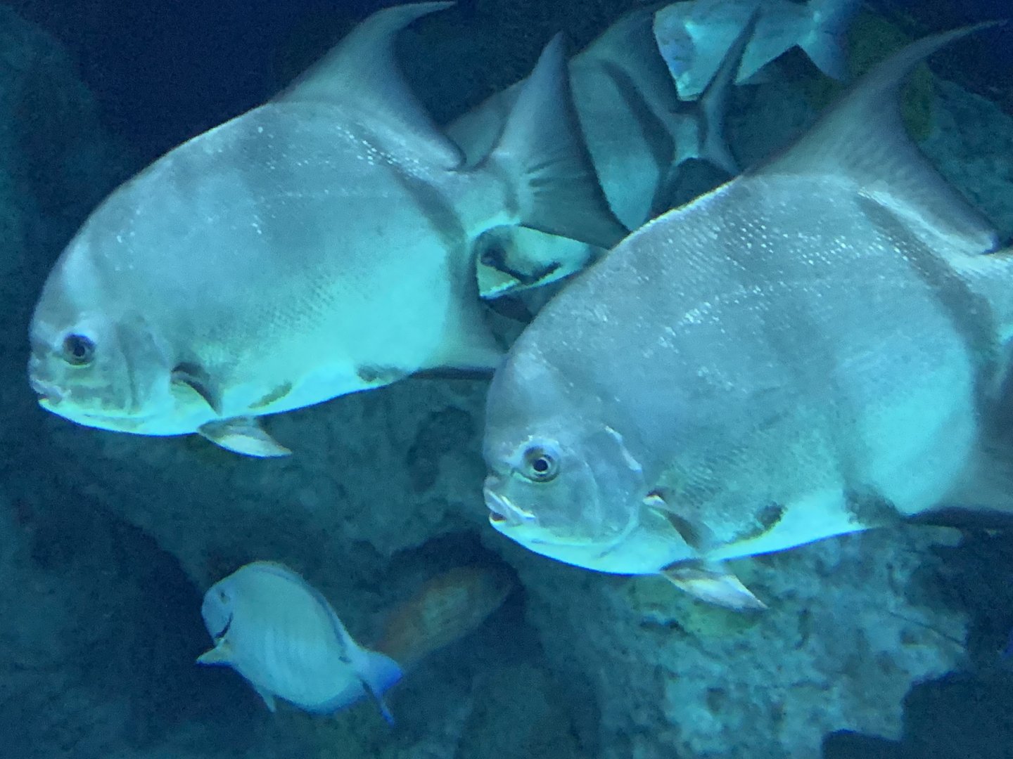 Atlantic Spadefish (Chaetodipterus faber)