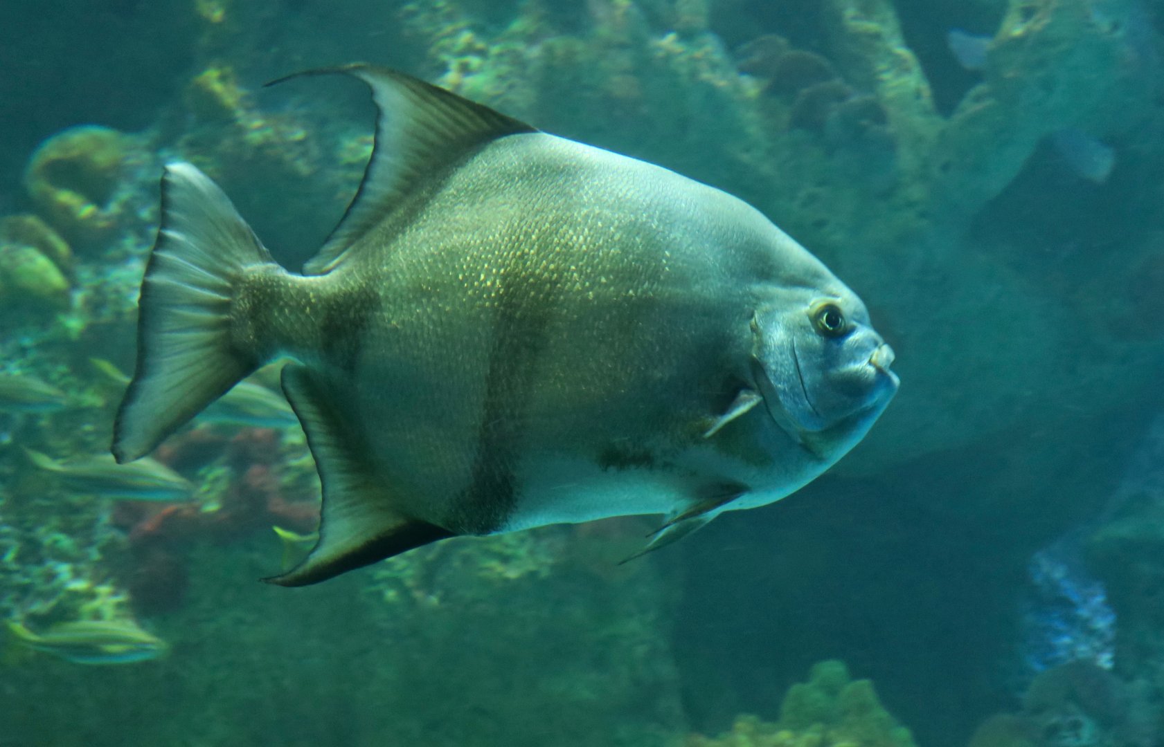 Atlantic Spadefish (Chaetodipterus faber)
