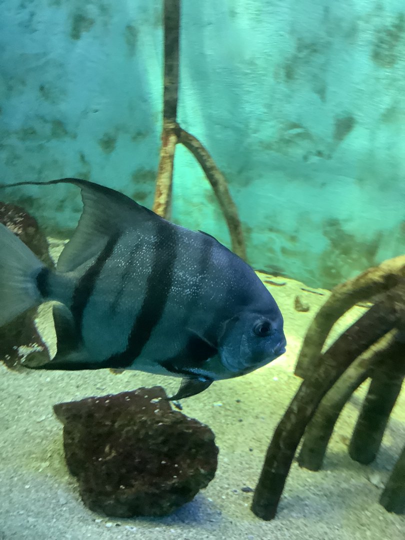 Atlantic Spadefish (Chaetodipterus faber)