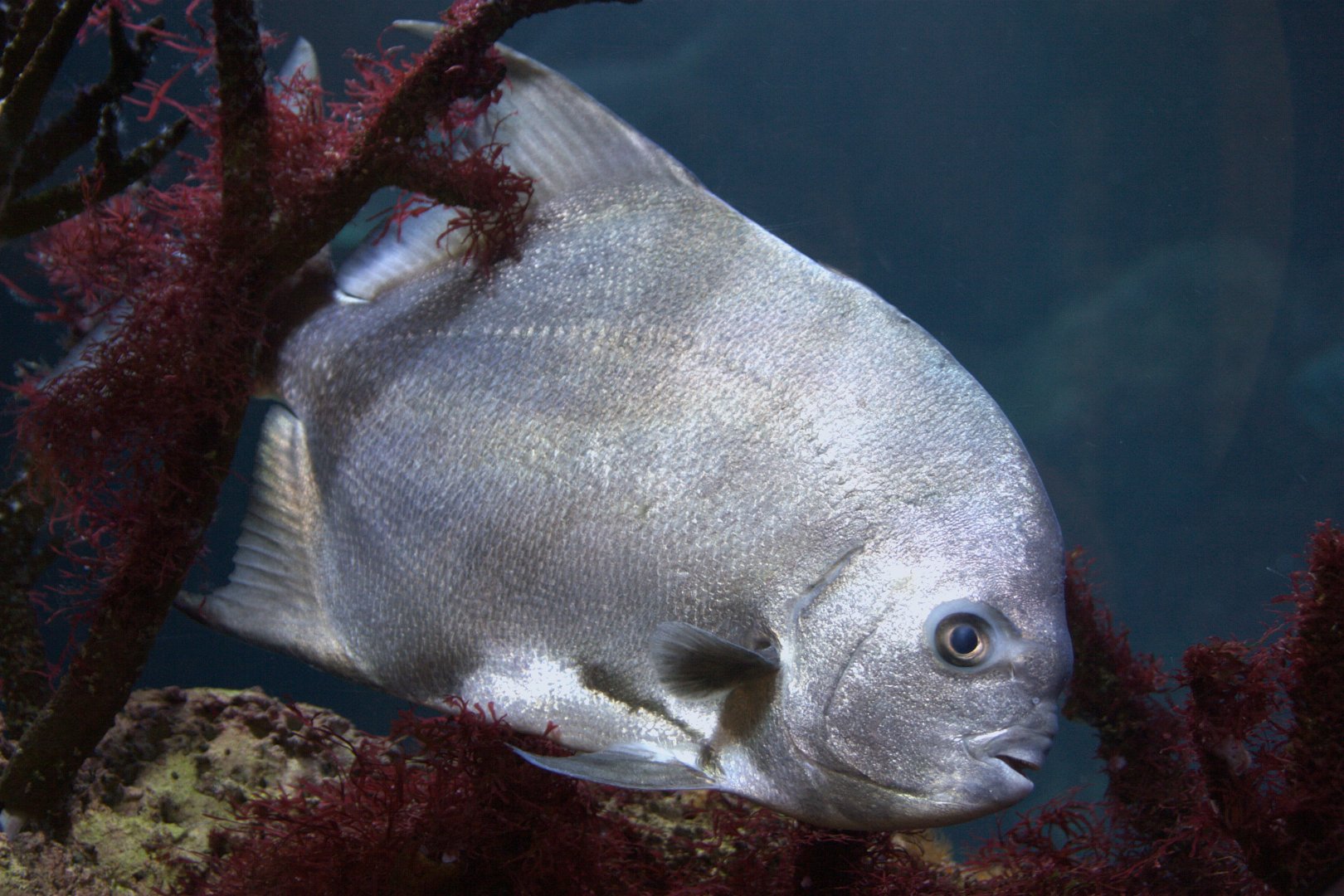 Atlantic Spadefish (Platycercus eximius), 09-09-25