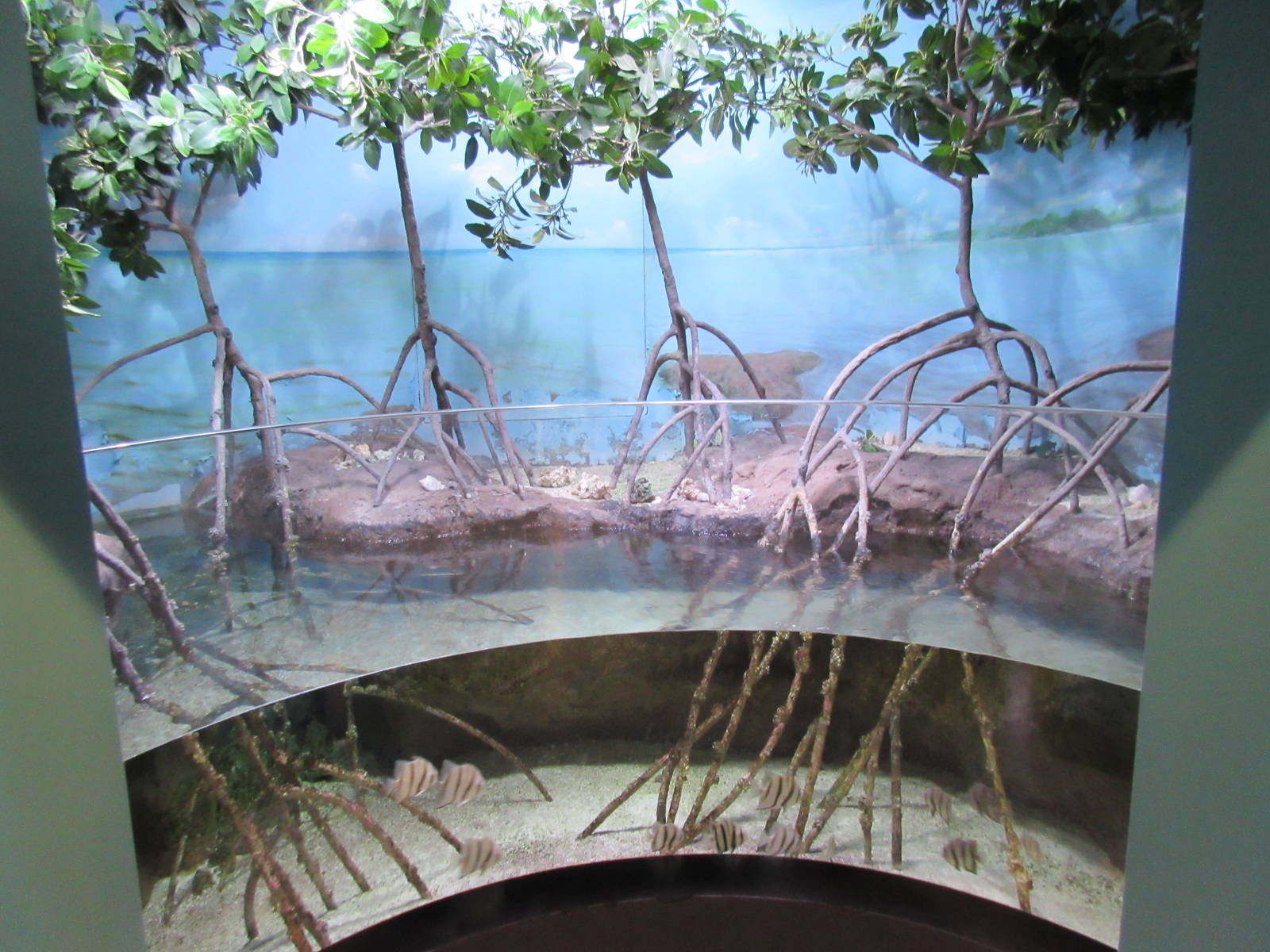Atlantic Spadefish/Striped Burrfish Exhibit