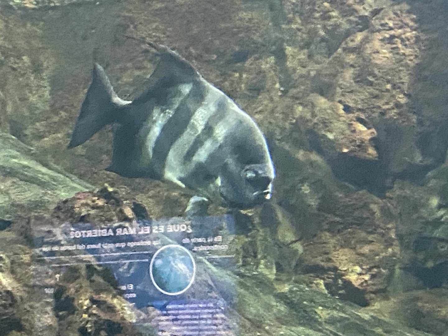 Atlantic Spadefish