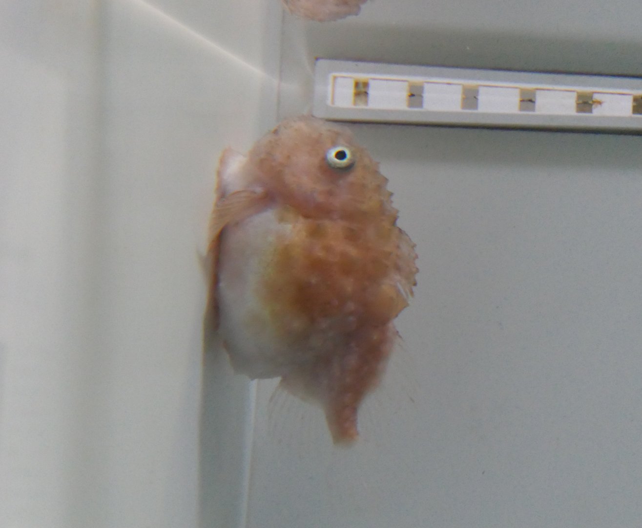 Atlantic Spiny Lumpsucker (Eumicrotremus spinosus)