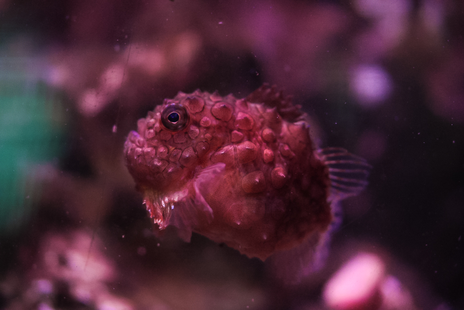 Atlantic Spiny Lumpsucker