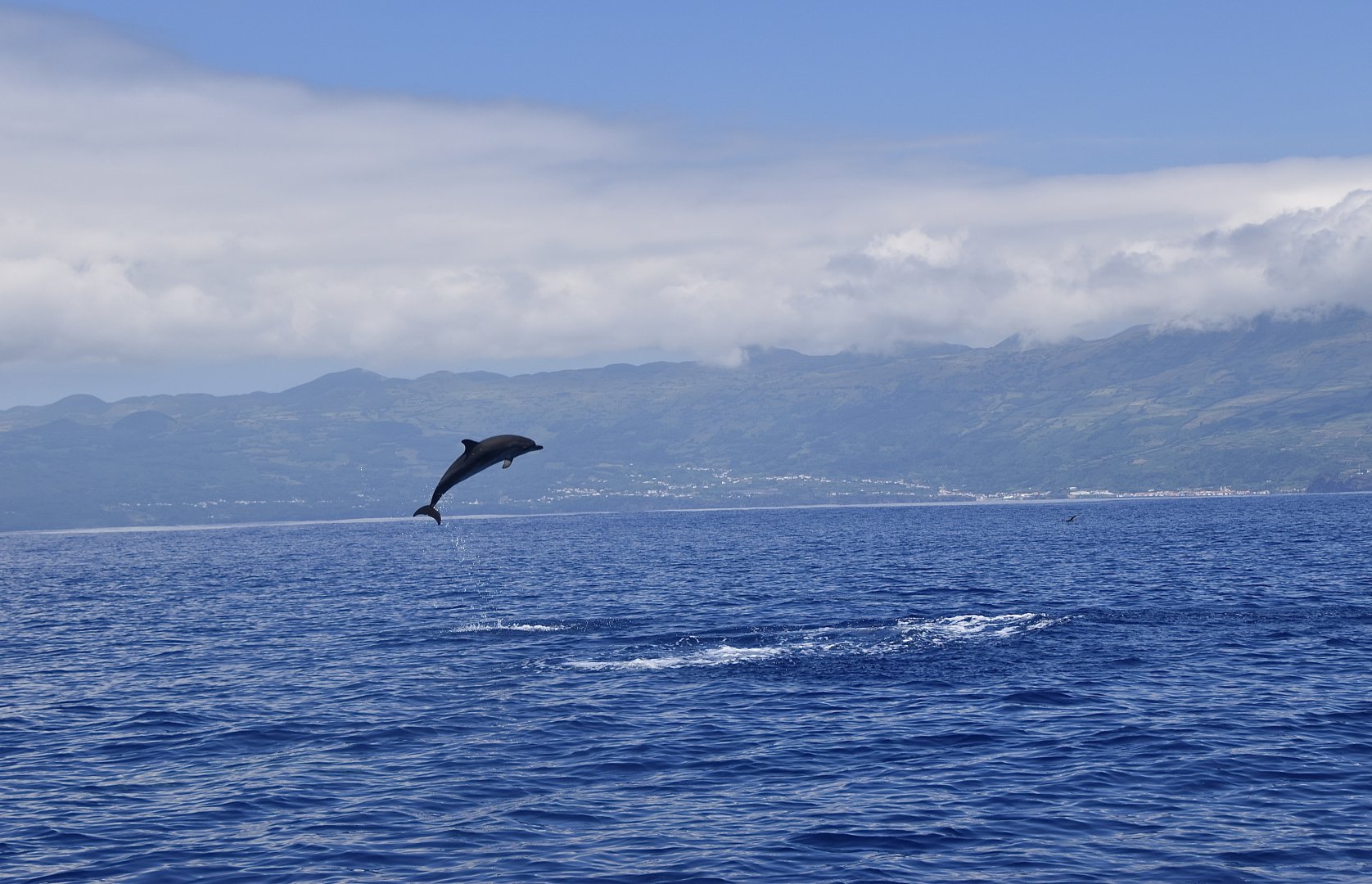 Atlantic Spotted Dolphin (Stenella frontalis) breaching in front of Pico Island