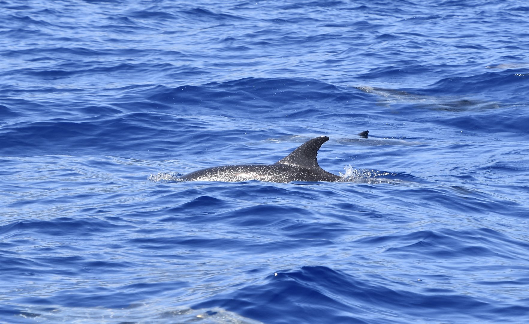 Atlantic Spotted Dolphin (Stenella frontalis) with spots