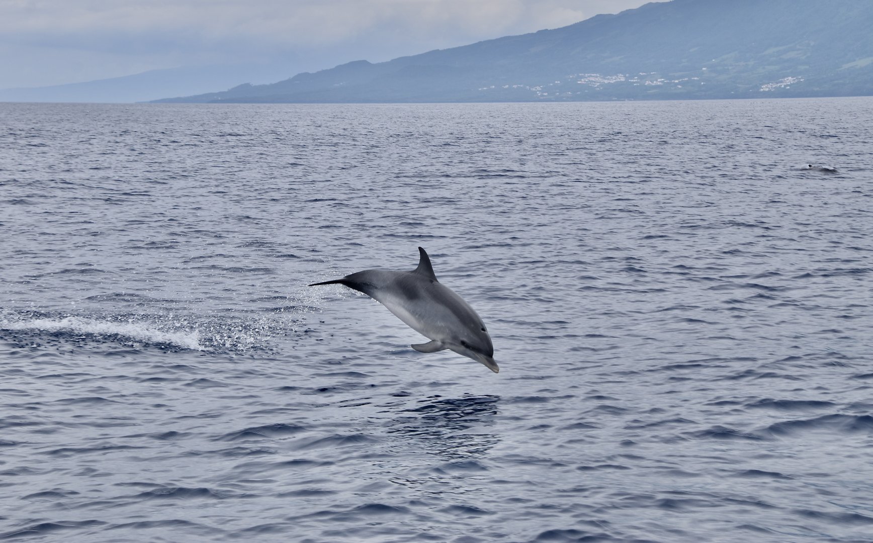 Atlantic Spotted Dolphin (Stenella frontalis) without spots, breaching